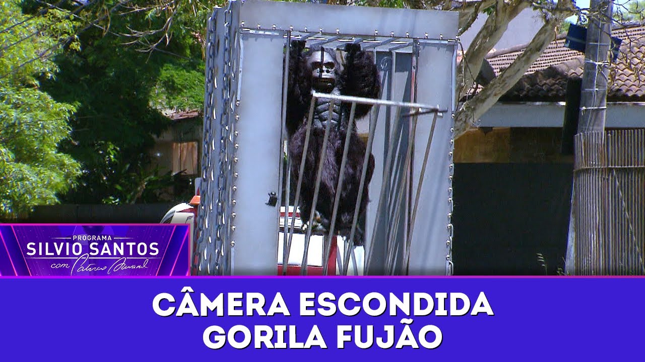 Gorila Fujão – Runaway Gorilla Prank